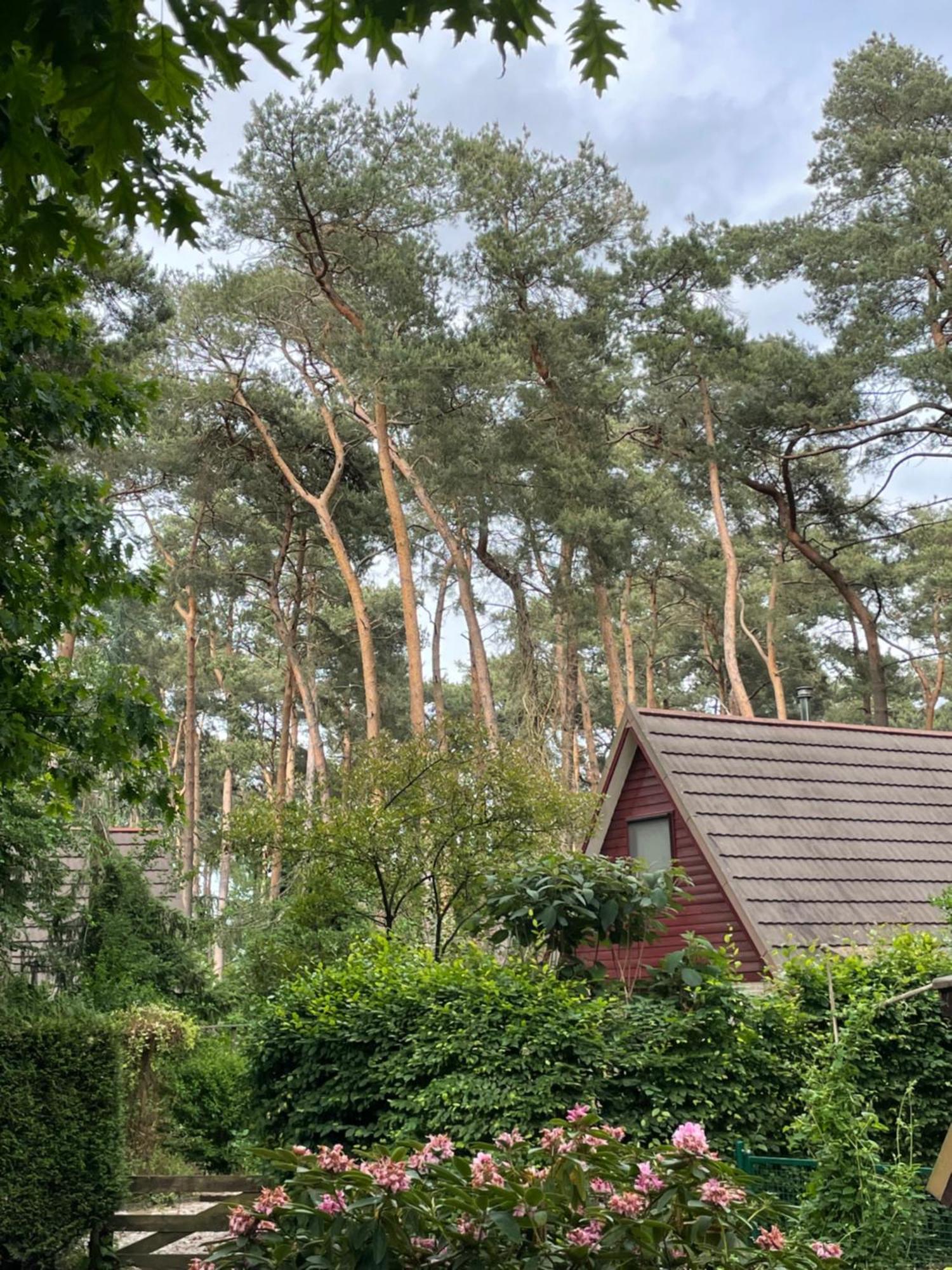 Boshuisje Pinus Sonnevijver Residences Lanaken Exterior photo